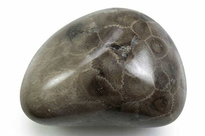 Polished Petoskey Stone (Fossil Coral) - Michigan #383072